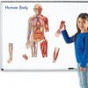 Модель тела человека 2 в 1 (магнитная) - Файв - оснащение школ и детских садов