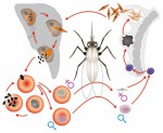 Модель-аппликация. Цикл развития малярийного плазмодия - Файв - оснащение школ и детских садов