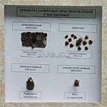 Коллекция. Примеры защитных приспособлений у насекомых - Файв - оснащение школ и детских садов