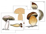 Модель-аппликация. Размножение шляпочного гриба - Файв - оснащение школ и детских садов