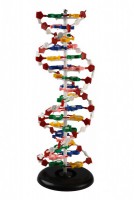 Модель объемная. Структура ДНК - Файв - оснащение школ и детских садов