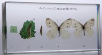 Коллекция. Развитие бабочки-капустницы - Файв - оснащение школ и детских садов