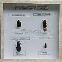 Коллекция. Приспособительные изменения в конечностях насекомых - Файв - оснащение школ и детских садов