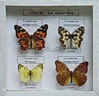 Коллекция. Семейство бабочек - Файв - оснащение школ и детских садов