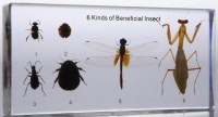 Коллекция. Виды насекомых - Файв - оснащение школ и детских садов