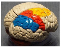 Модель объемная. Мозг в разрезе (раскрашенный) - Файв - оснащение школ и детских садов