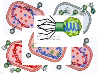 модель вируса биология 5 класс | Дзен