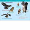 Птицы. Энциклопедия для детского сада - Файв - оснащение школ и детских садов
