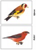 Демонстрационный материал. Птицы нашей страны - Файв - оснащение школ и детских садов