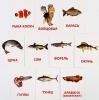 Обучающие карточки по методике Г. Домана. Рыбы - Файв - оснащение школ и детских садов