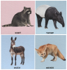 Умный чемоданчик. В мире животных (35 двусторонних карточек) - Файв - оснащение школ и детских садов