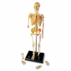Модель развивающая игровая по анатомии. Скелет человека - Файв - оснащение школ и детских садов