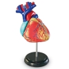 Модель развивающая игровая по анатомии. Сердце человека - Файв - оснащение школ и детских садов