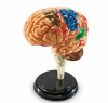 Модель развивающая игровая по анатомии. Мозг человека - Файв - оснащение школ и детских садов