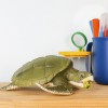 Фигурка Морская черепаха Ридли Кемп XL - Файв - оснащение школ и детских садов