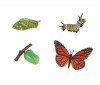 Набор обучающий. Жизненный цикл бабочки монарх - Файв - оснащение школ и детских садов