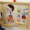Панель Дыхательная система - Файв - оснащение школ и детских садов