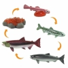 Набор обучающий. Жизненный цикл лосося - Файв - оснащение школ и детских садов