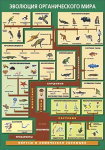 Таблица. Эволюция органического мира (100х140 см, винил) - Файв - оснащение школ и детских садов