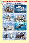Демонстрационные картины. Животные Севера (8 шт., А3) - Файв - оснащение школ и детских садов