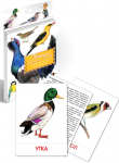 Дидактические карточки. Птицы наших лесов - Файв - оснащение школ и детских садов