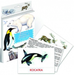 Дидактические карточки. Животные Арктики и Антарктики - Файв - оснащение школ и детских садов