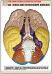 Таблица рельефная по анатомии. Доли и извилины нижней поверхности полушарий головного мозга (А1, лам.) - Файв - оснащение школ и детских садов