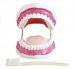 Модель объемная. Гигиена зубов - Файв - оснащение школ и детских садов