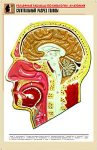 Таблица рельефная по анатомии. Сагиттальный разрез головы (А1, лам.) - Файв - оснащение школ и детских садов