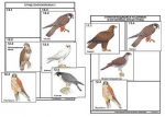 Комплект дидактических карточек. Систематика и экология птиц (95 шт., лам.) - Файв - оснащение школ и детских садов