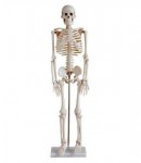 Модель остеологическая. Скелет человека (42 см) - Файв - оснащение школ и детских садов
