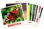 Насекомые. 20 развивающих карточек - Файв - оснащение школ и детских садов