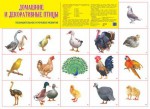 Плакат Декоративные и домашние птицы - Файв - оснащение школ и детских садов