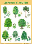 Плакат Деревья и листья - Файв - оснащение школ и детских садов