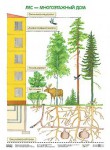 Плакат Лес - многоэтажный дом - Файв - оснащение школ и детских садов