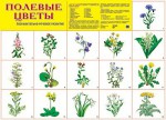 Плакат Полевые цветы - Файв - оснащение школ и детских садов