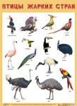 Плакат Птицы жарких стран - Файв - оснащение школ и детских садов