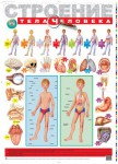 Плакат Строение тела человека - Файв - оснащение школ и детских садов