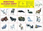 Плакат Животные холодных широт - Файв - оснащение школ и детских садов