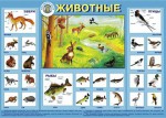 Плакат Животные - Файв - оснащение школ и детских садов