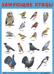 Плакат Зимующие птицы - Файв - оснащение школ и детских садов