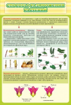 Стенд. Способы размножения растений (60*90 см) - Файв - оснащение школ и детских садов