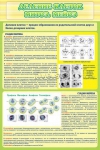 Стенд. Митоз и мейоз клетки (60х90 см) - Файв - оснащение школ и детских садов