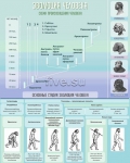 Стенд. Эволюция человека (80х100 см) - Файв - оснащение школ и детских садов
