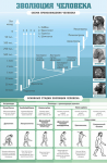 Стенд. Эволюция человека (100х150 см) - Файв - оснащение школ и детских садов