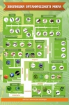Стенд. Эволюция органического мира (100х150 см) - Файв - оснащение школ и детских садов