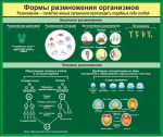 Стенд. Формы размножения организмов (120х100 см) - Файв - оснащение школ и детских садов