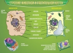 Стенд. Строение животной и растительной клеток (138х100 см) - Файв - оснащение школ и детских садов