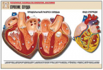 Таблица рельефная по анатомии. Строение сердца (А1, лам.) - Файв - оснащение школ и детских садов
