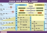 Таблица. Сравнение понятий изомер и гомолог (100х140 см, винил) - Файв - оснащение школ и детских садов